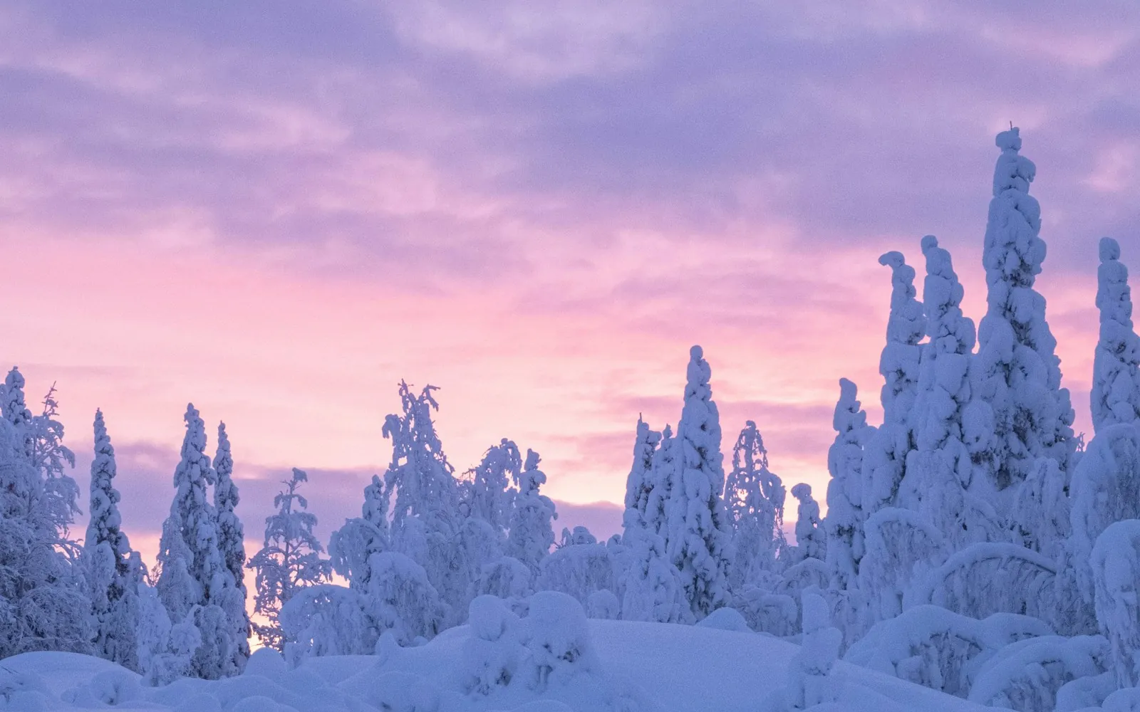 Snow-laden spruce trees under a pink winter sky